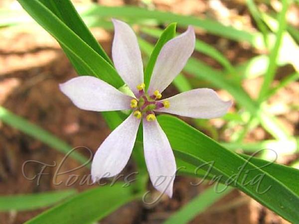 Pale Grass Lily